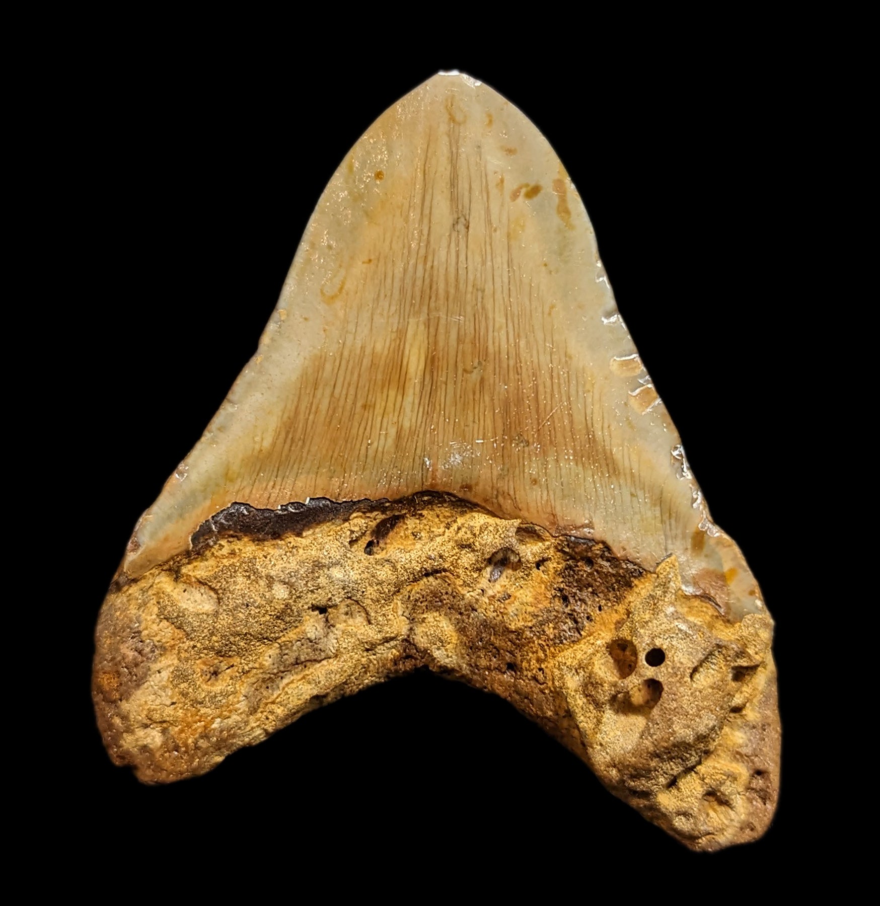 Authentic Megalodon Tooth Fossil #43 - Rare Shark Tooth Collectible for Display & Education - Perfect for Home Decor, Classroom, or Gift