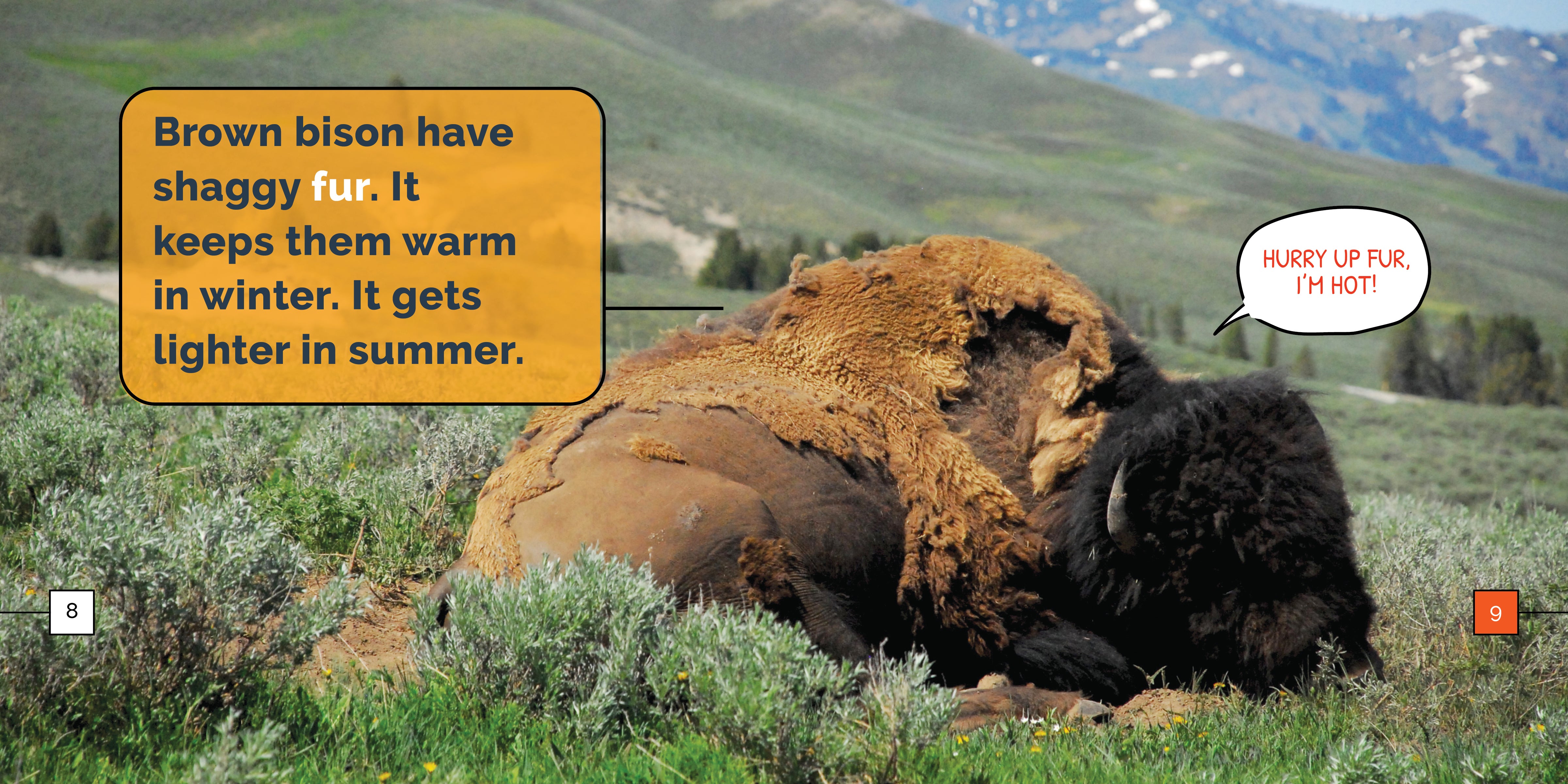 Bison Marvels - Premium Bison-Themed Gifts & Decor for Home, Office & Outdoor Adventures | Unique Wildlife Souvenirs & Collectibles