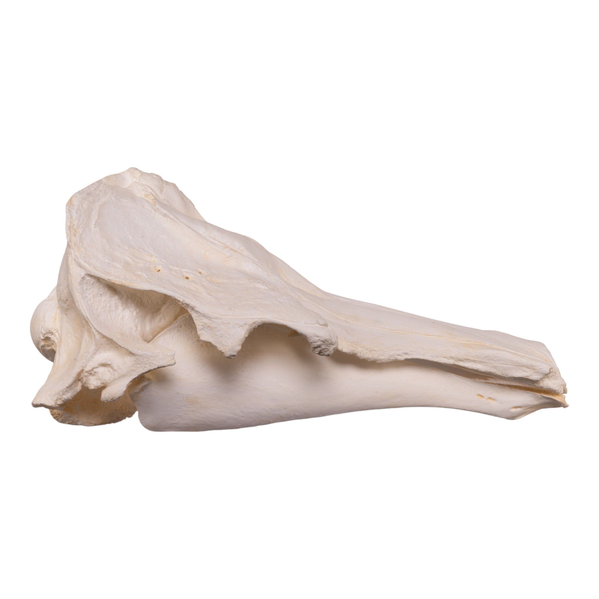 Replica Narwhal Skull - Lifelike Museum-Quality Narwhal Whale Skull Decor for Home, Office & Marine Biology Enthusiasts - Perfect for Coastal Themed Decor, Educational Displays & Unique Gift Ideas
