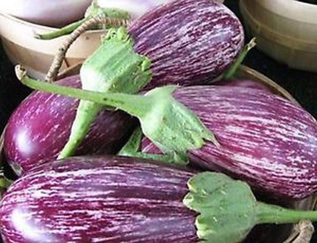 Pandora Rose Striped Eggplant Seeds - 10 Count, Beautiful Lilac-Rose Color with White Stripes for Home Garden Planting | Perfect for Vegetable Gardens, Container Growing & Unique Heirloom Varieties