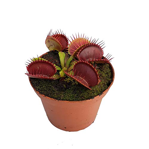 B52 Venus Flytrap (Dionaea muscipula) - Live Carnivorous Plant in 3