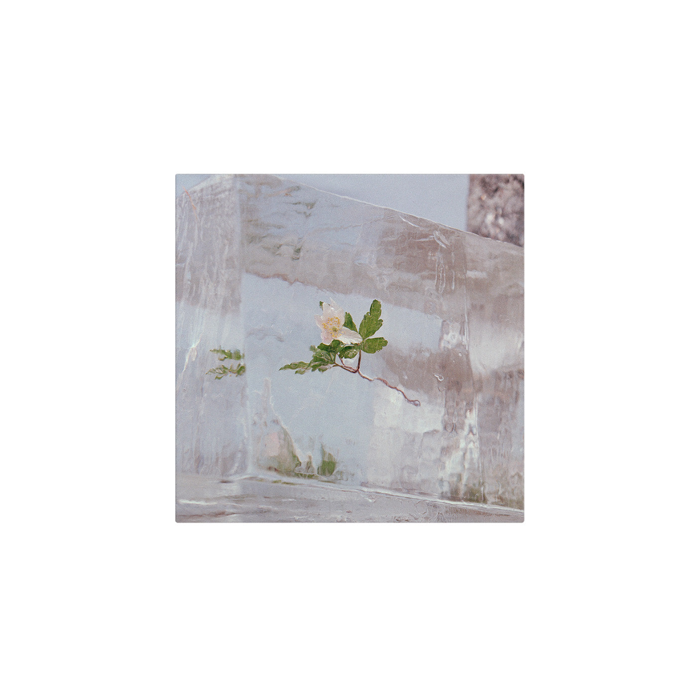 Windflowers Digital Download - Beautiful Floral Art for Home Decor, Wall Art, and Gift Ideas