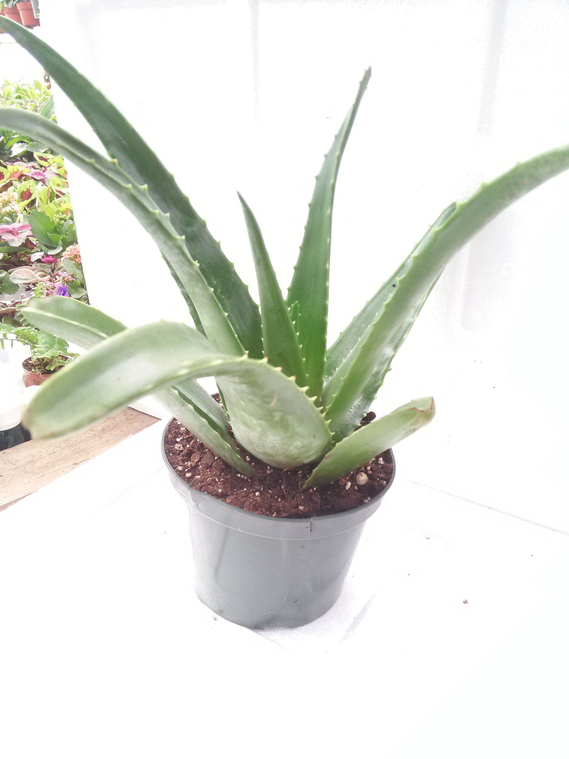 Organic Aloe Vera Juice Plant - Live 6