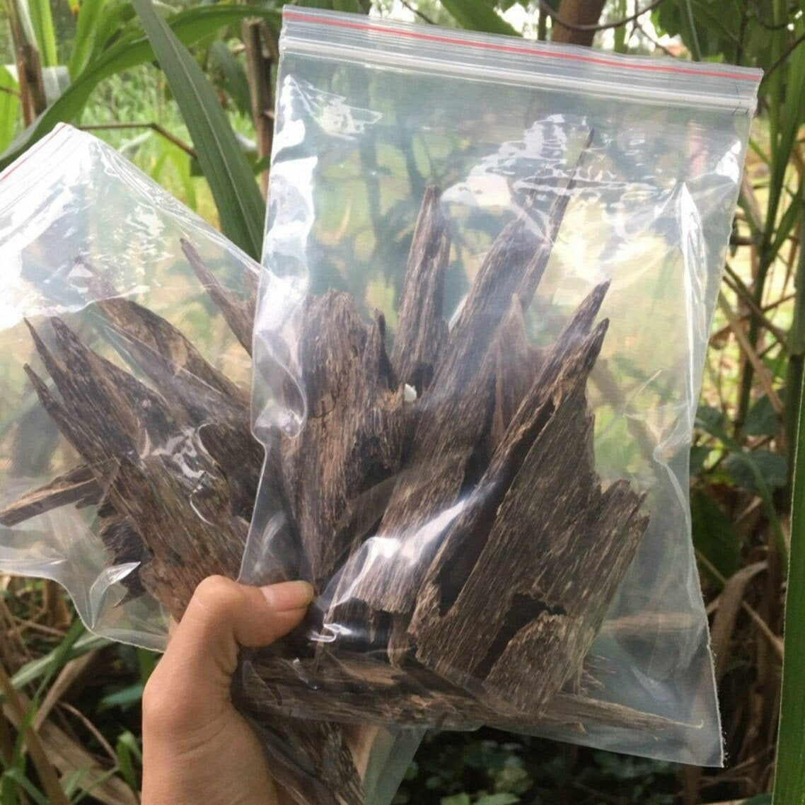 Premium Grade A++ Wild Agarwood Chips - 100% Natural Aloeswood Incense from Quang Nam, Vietnam (50g) | Relaxation, Meditation & Aromatherapy | Perfect for Home, Yoga & Spiritual Ceremonies