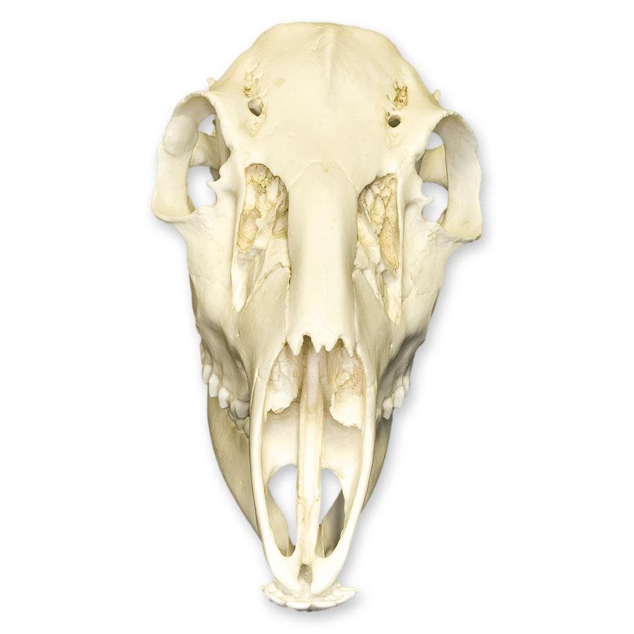 Replica Female White-Tailed Deer Skull - Lifelike Taxidermy Decor for Hunting Lodge, Cabin & Gothic Home Decor | Halloween & Nature-Themed Displays