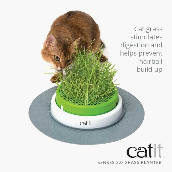 Catit Senses 2.0 Cat Grass Planter Kit - Grow Fresh Wheatgrass for Indoor Cats - Fun & Healthy DIY Pet Activity - Perfect for Cat Enrichment & Digestion Aid (Great for Apartments & Small Spaces)
