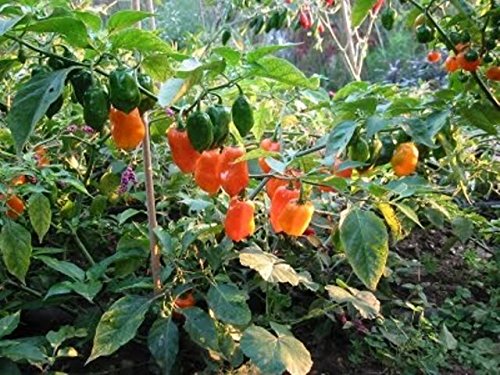 Orange Habanero Pepper Seeds (1000 Count) - Capsicum Chinense - 40x Hotter Than Jalapeno - Perfect for Home Gardening, Hot Sauce Making & Spicy Food Lovers