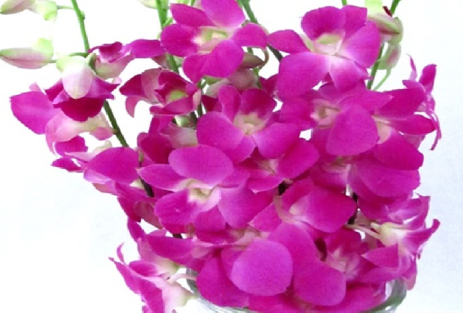 Hawaiian Dendrobium Orchid Starter Plants - 3 Pack F3 for Home Garden, Office Decor & Gift Giving