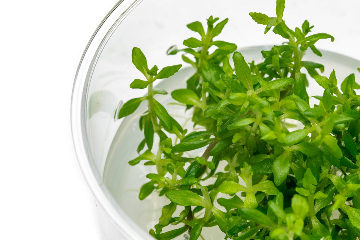 Limnophila Vietnam Aquatic Plant - Live Tissue Culture for Freshwater Aquariums | Perfect for Planted Tanks, Aquascaping & Shrimp Habitats