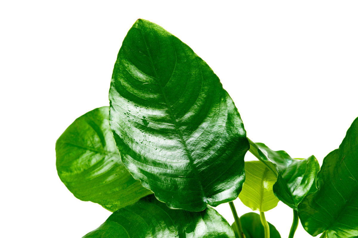 Anubias Wrinkle Leaf Aquatic Plant - Live Freshwater Aquarium Plant for Fish Tanks, Low Light & Easy Care - Perfect for Aquascaping, Shrimp Tanks & Natural Decor