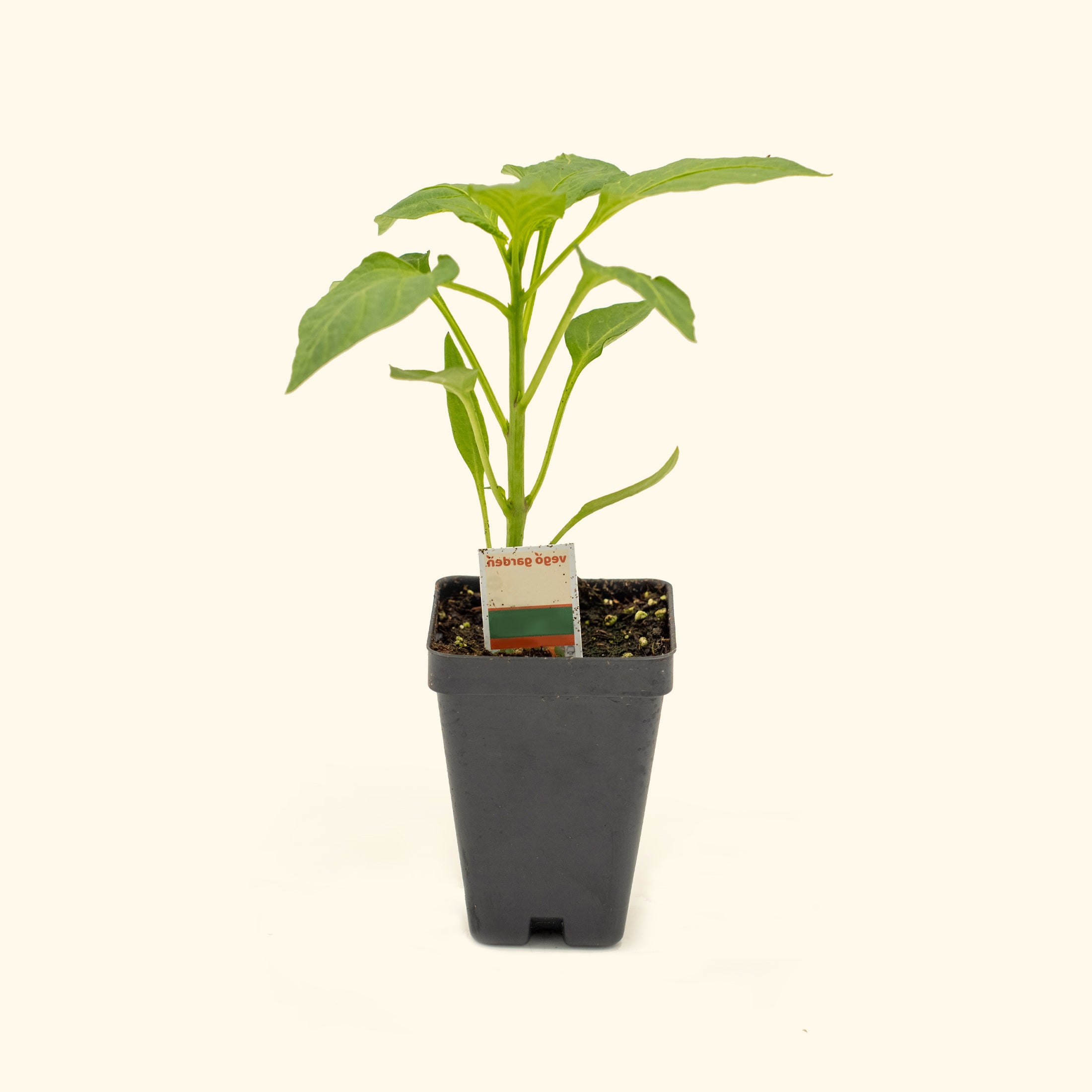 Super Hot Chili Pepper Seeds for Planting - Grow Your Own Spicy Peppers at Home - Perfect for Home Gardens, Cooking, and DIY Hot Sauce