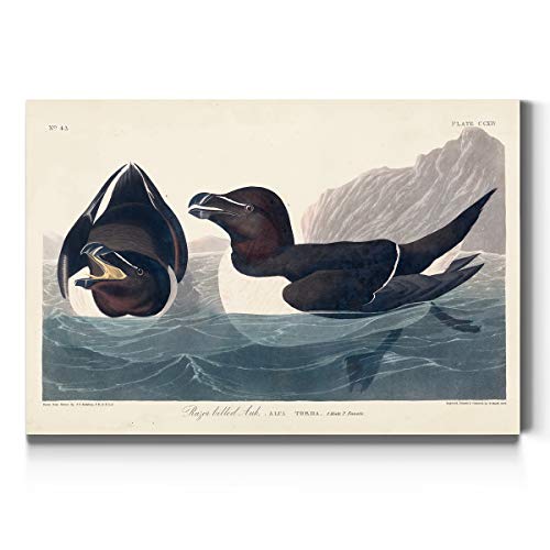 Audubon - Razor-billed Auk