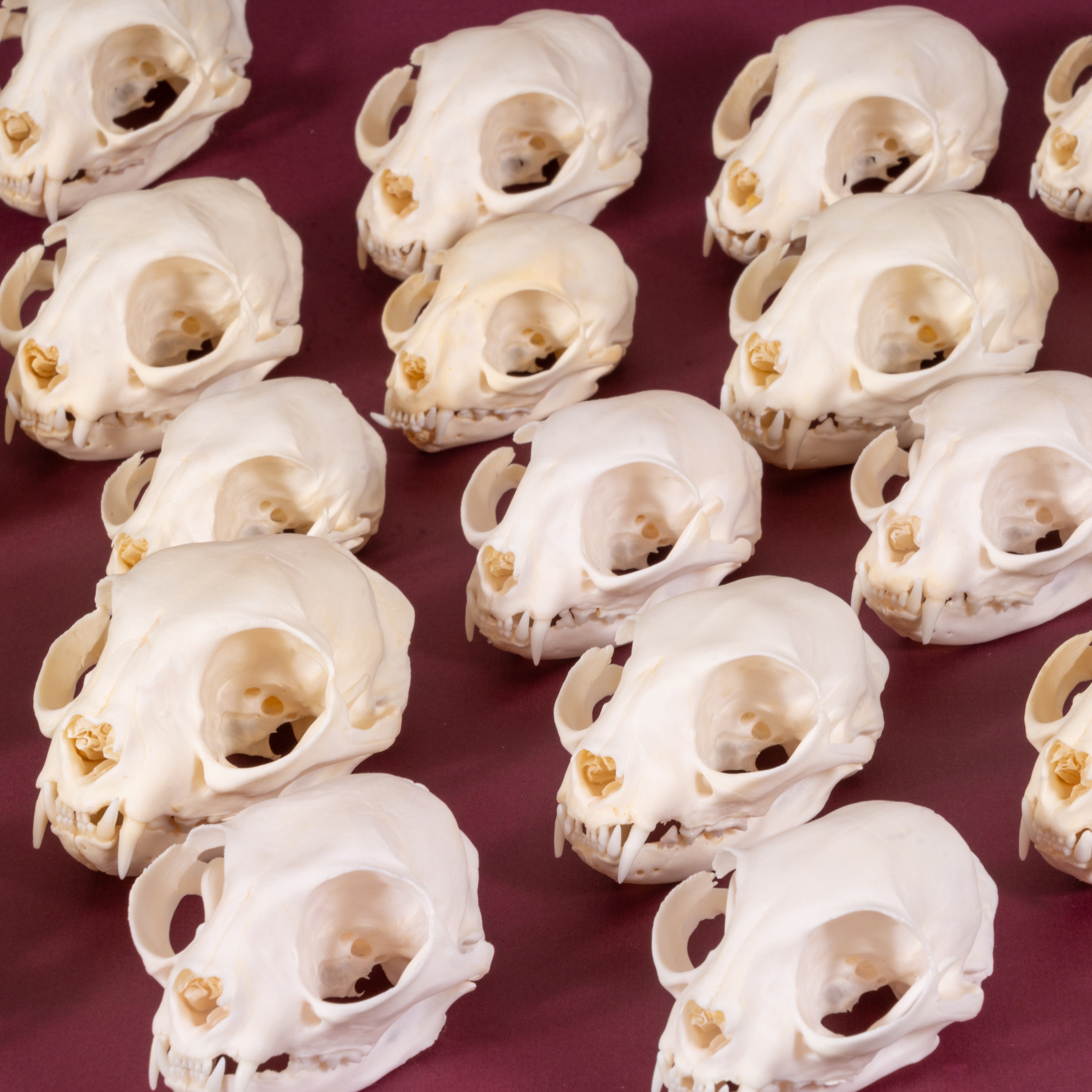 Authentic Domestic Cat Skull Specimen - Taxidermy Oddity & Gothic Decor - Perfect for Halloween, Dark Academia, and Natural History Displays