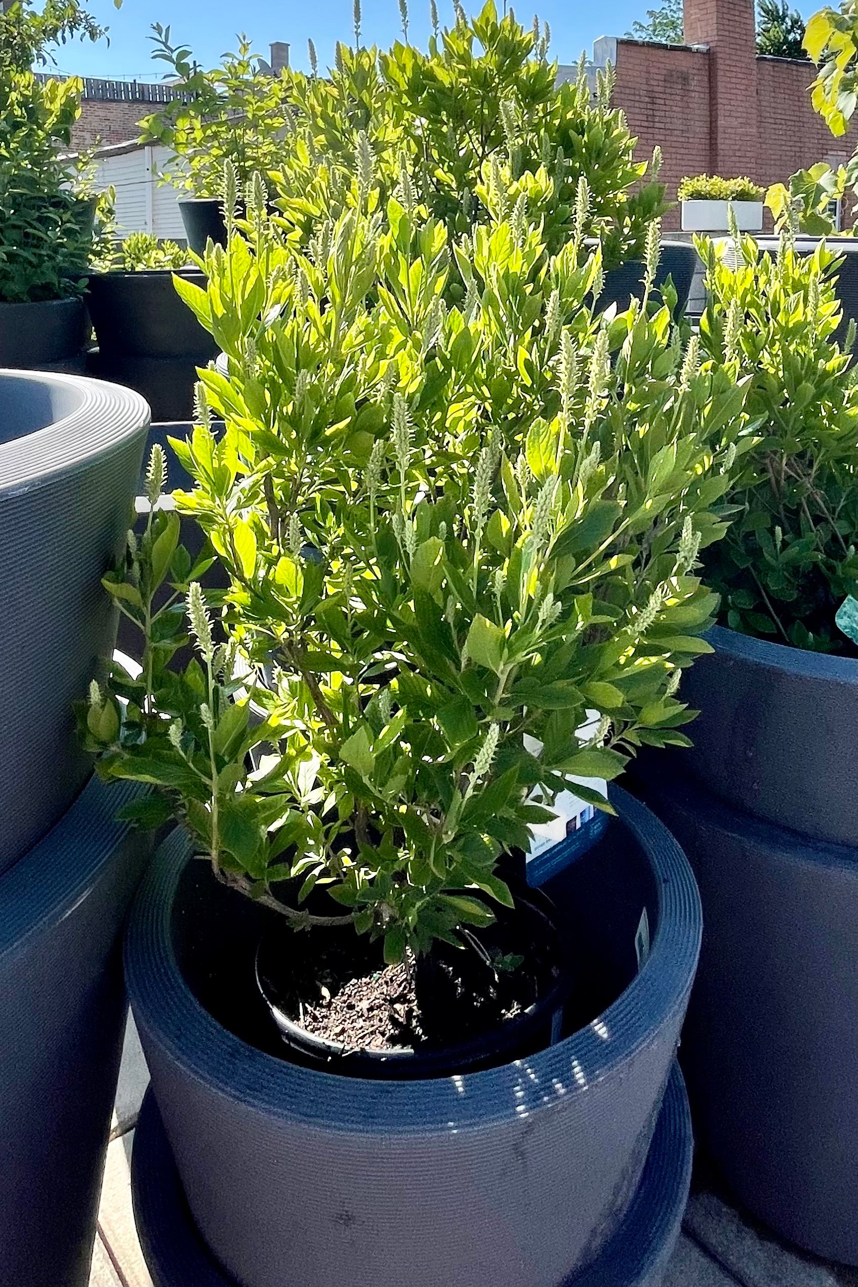 Hummingbird Summersweet (Clethra alnifolia) - #2 Container Size | Fragrant Flowering Shrub for Pollinator Gardens & Landscaping
