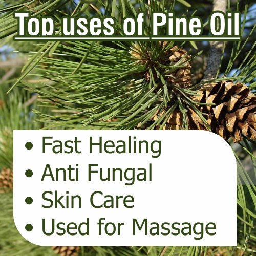 100% Pure & Natural Pine (Pinus Sylvestris) Essential Oil - Undiluted Therapeutic Grade Aromatherapy Oil - 1000ml for Diffusers, Massage & DIY Skincare