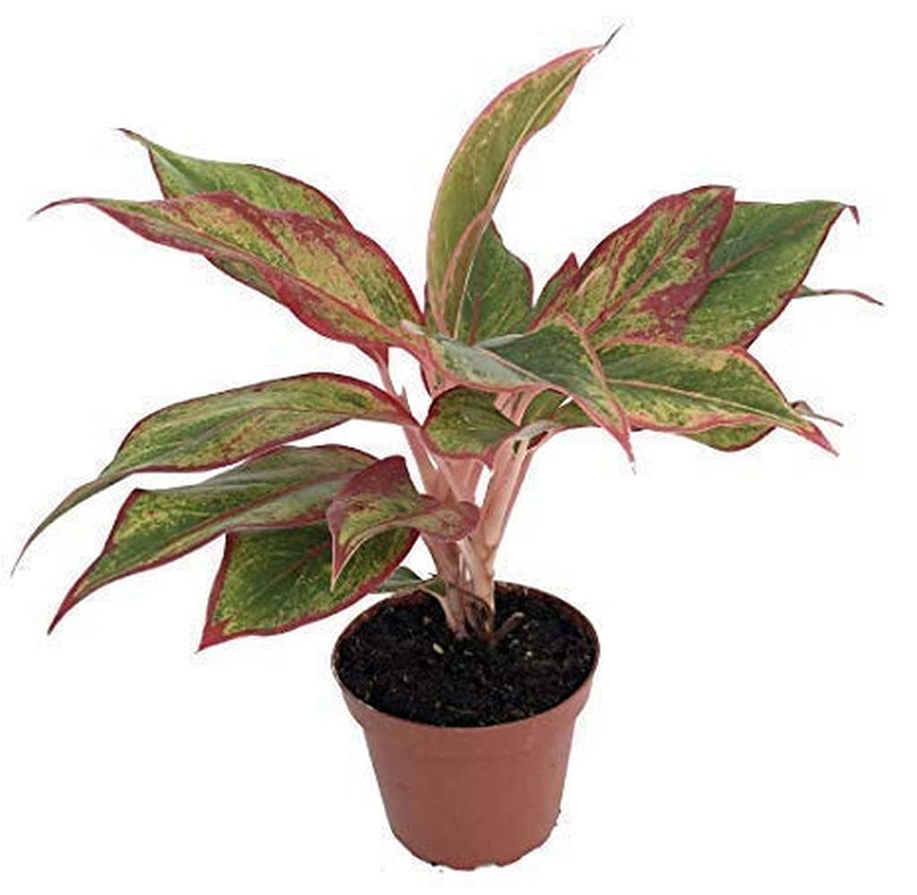 Ohhsome Aglaonema Lipstick Live Indoor Plant - Low Light Houseplant for Bedroom, Office & Home Decor - Easy Care Air Purifying Plant for Healthy Living Spaces