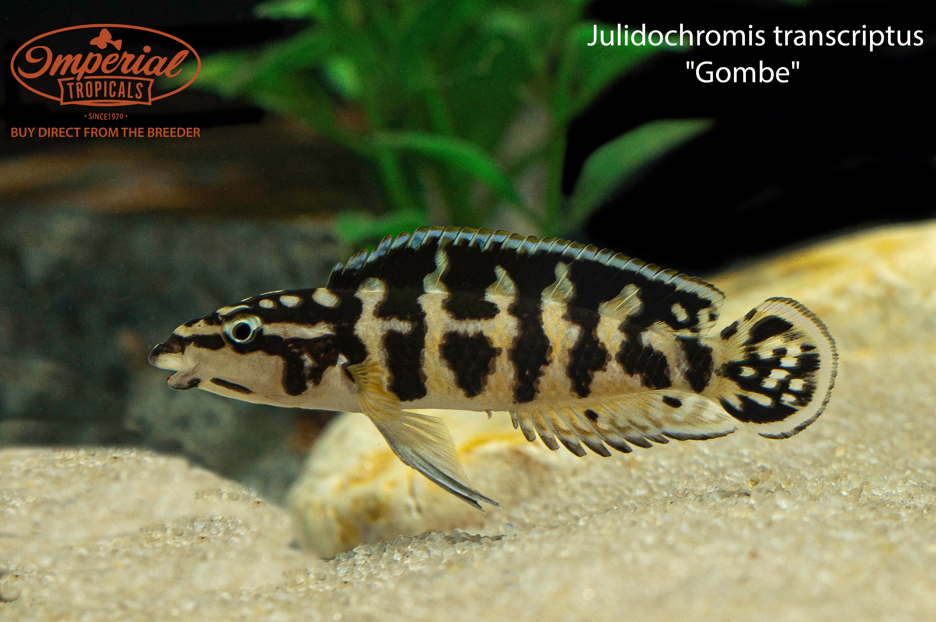 Julidochromis Transcriptus Gombe - African Cichlid Fish for Aquariums | Perfect for Freshwater Tanks & Fish Breeding