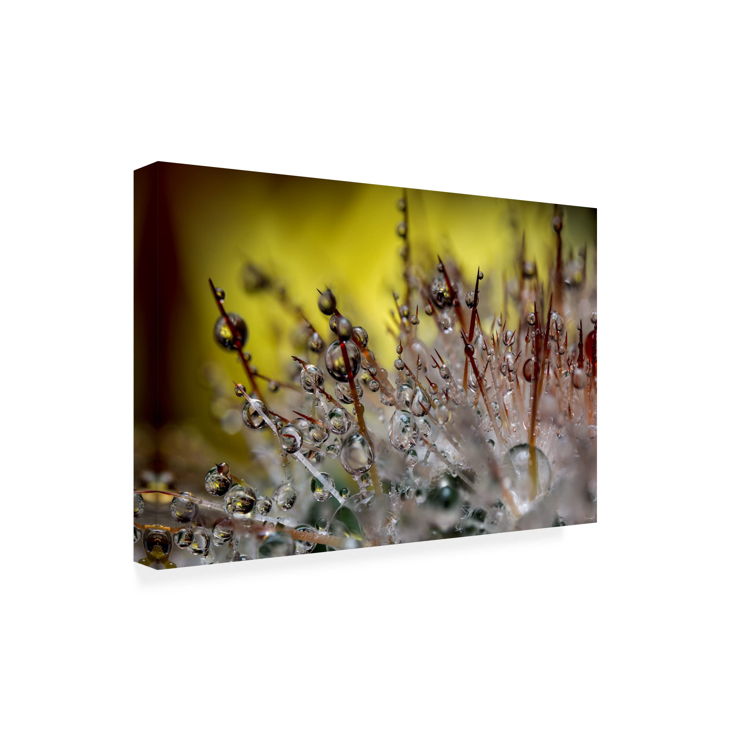Gordon Semmens 'Cactus Flowers 13' Canvas Art Print - 16x24 Inches - Modern Desert Wall Decor for Living Room, Bedroom & Office