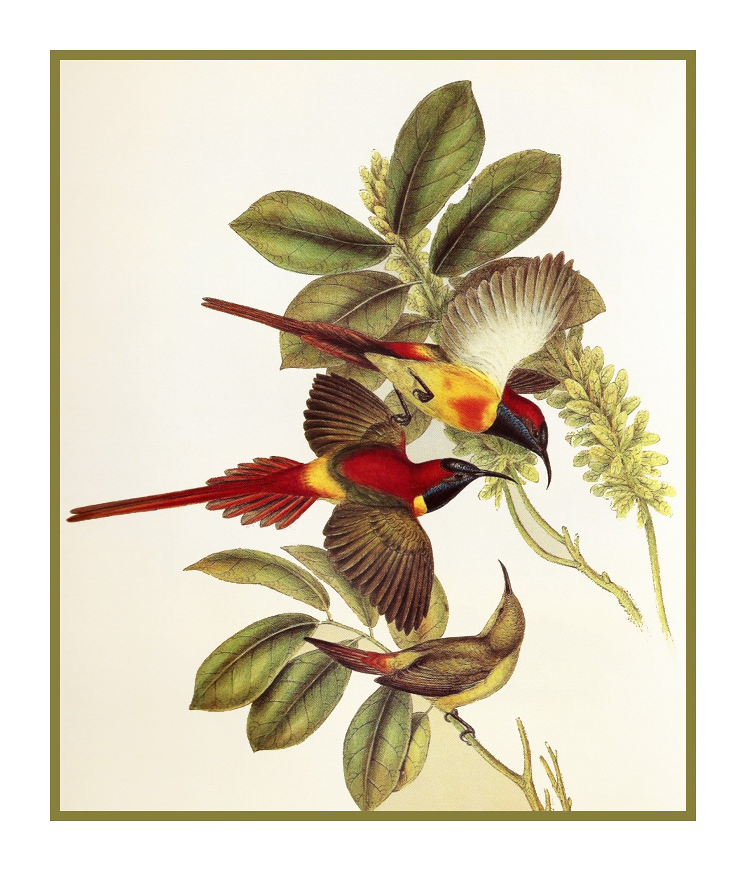 Orenco Originals Fire Tailed Sunbirds Cross Stitch Kit - Naturalist Gould Birds Counted Pattern for Home Decor & Wall Art
