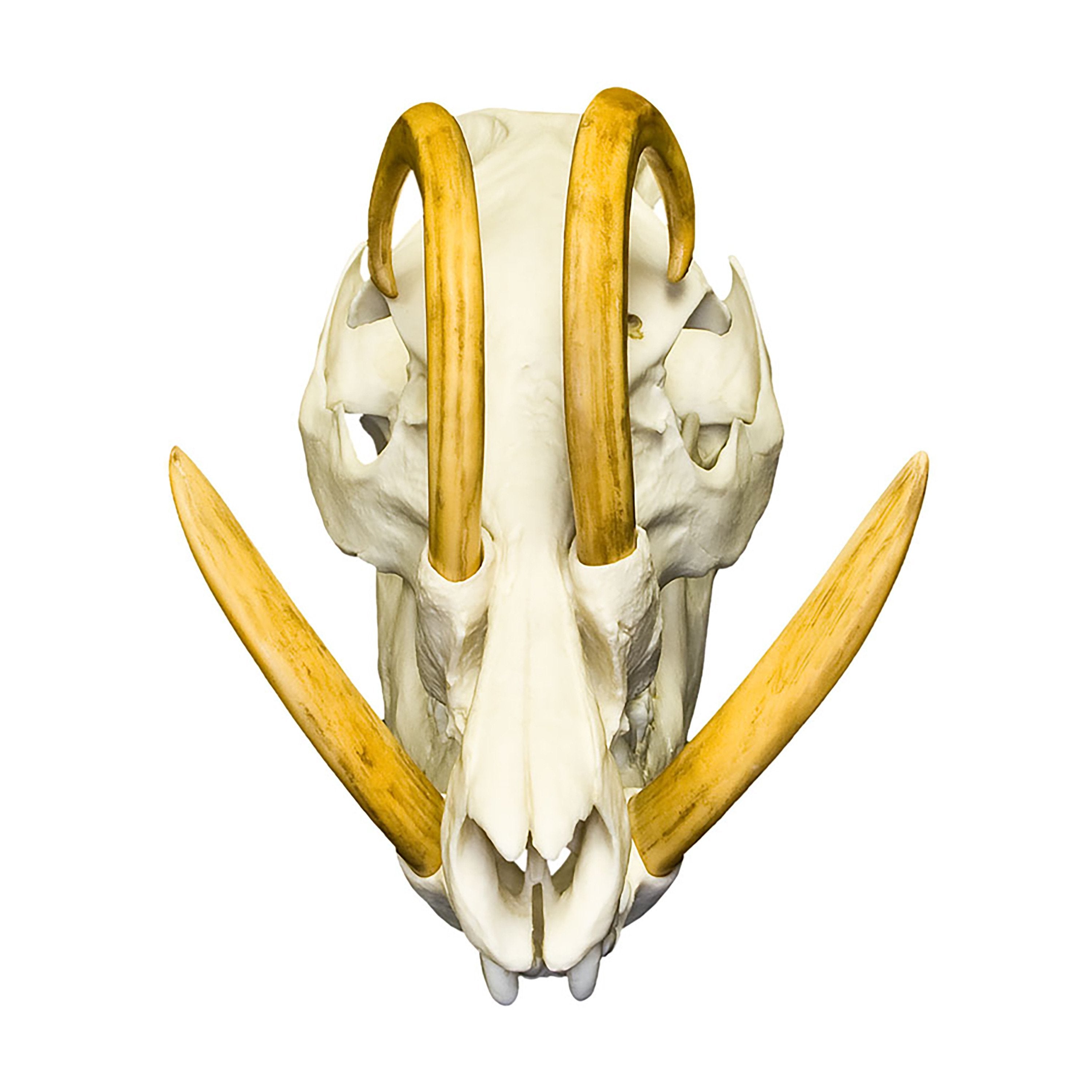 Authentic Replica Babirusa Skull - High-Quality Decorative Animal Skull for Home Decor, Gothic Display, and Halloween Props - Perfect for Taxidermy Collectors and Oddity Lovers