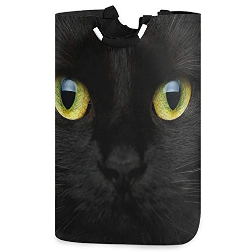 Black Cat