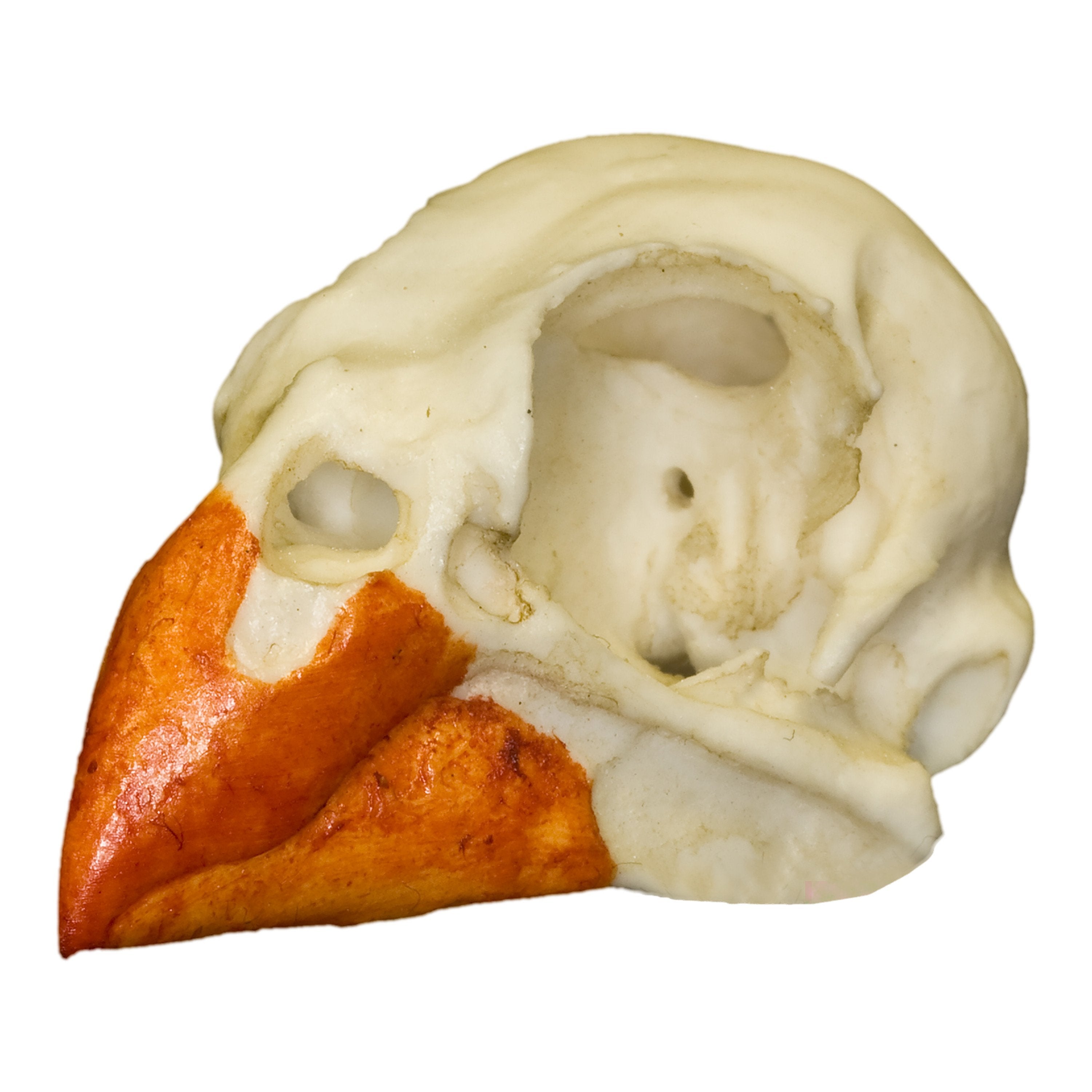 Authentic Replica Northern Cardinal Skull - Handcrafted Bird Skull Model for Home Decor, Gothic Display & Taxidermy Collection - Perfect for Halloween, Dark Academia & Nature Lovers
