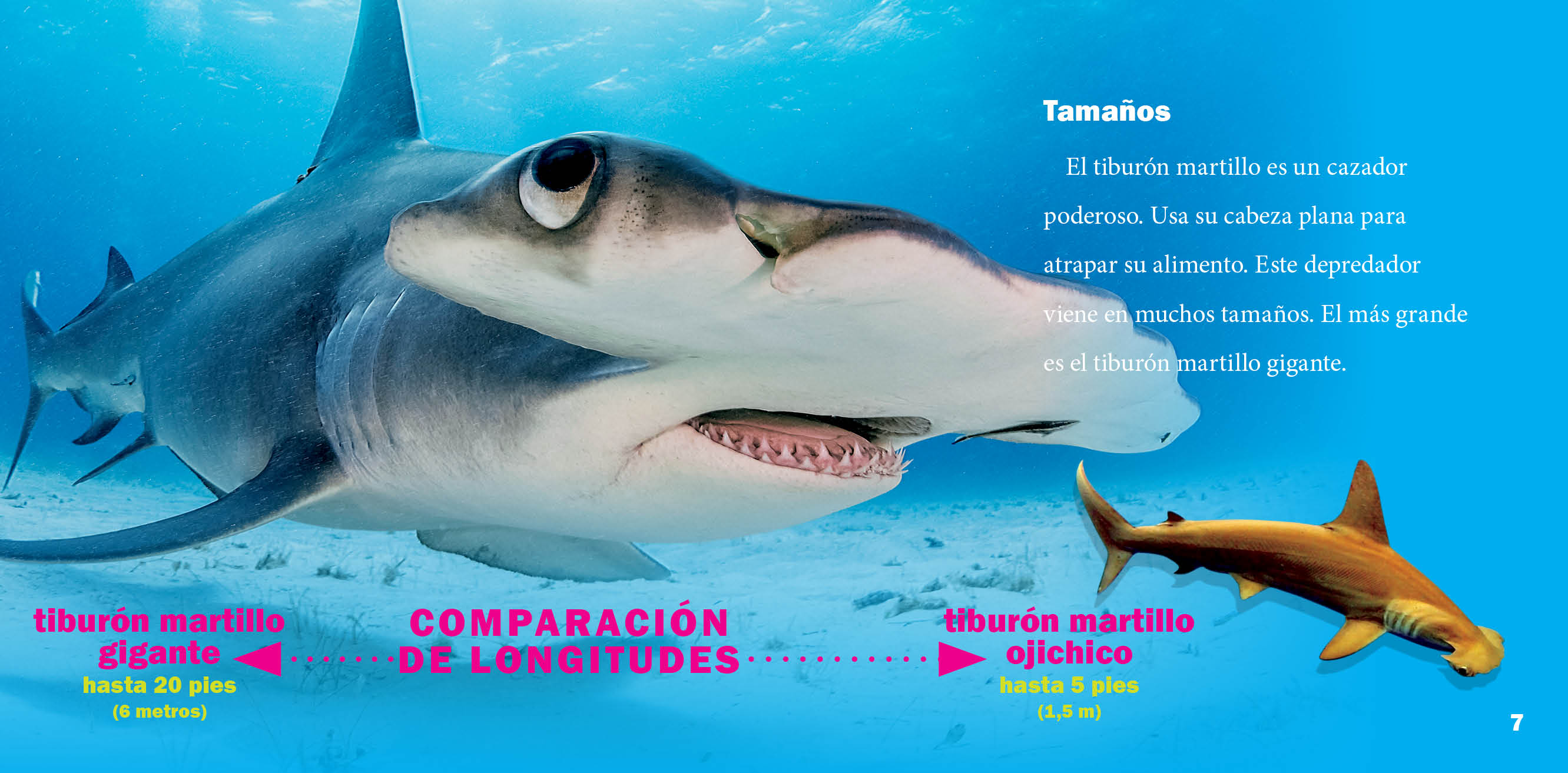 Hammerhead Shark Figurine - Realistic Ocean Animal Toy for Kids & Collectors - Perfect for Educational Play, Home Decor, and Aquarium Displays
