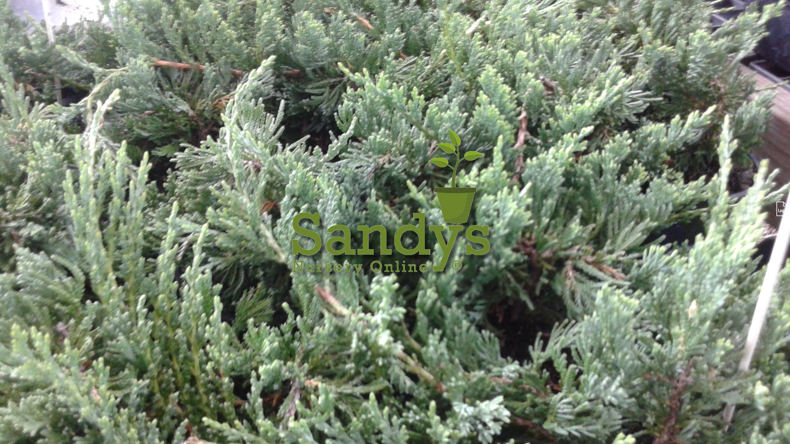 Juniper Blue Rug Ground Cover Plants - Lot of 30 (4 Inch Pots) | Drought-Tolerant Evergreen Shrubs for Landscaping, Rock Gardens & Slopes