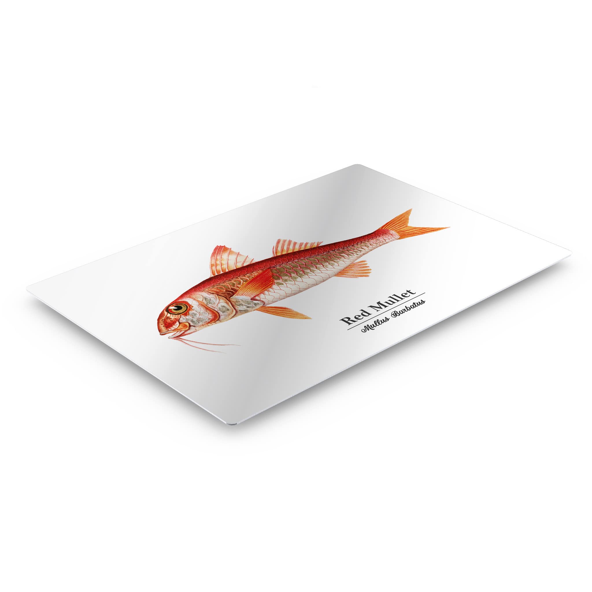 Smile Art Design Red Mullet Mullus Barbatus Fish Metal Wall Art Print - Ocean Marine Animal Painting for Coastal Decor, Living Room, Bedroom & Kids Room - Nautical Fishing Theme Home Decor - Made in USA 24x36