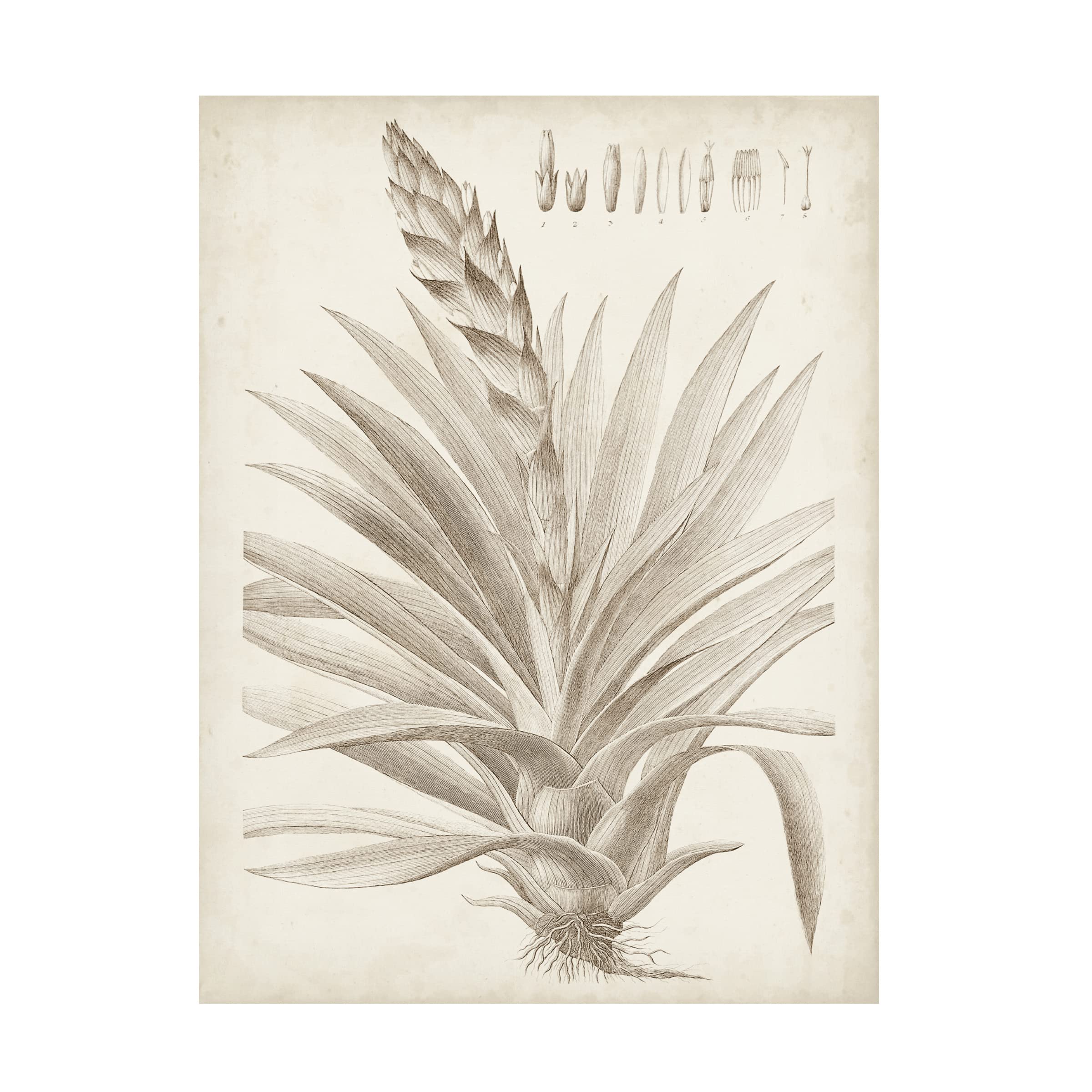 Trademark Fine Art 'Sepia Exotic Plants III' Canvas Wall Art Print - Vintage Botanical Decor for Living Room, Bedroom & Office