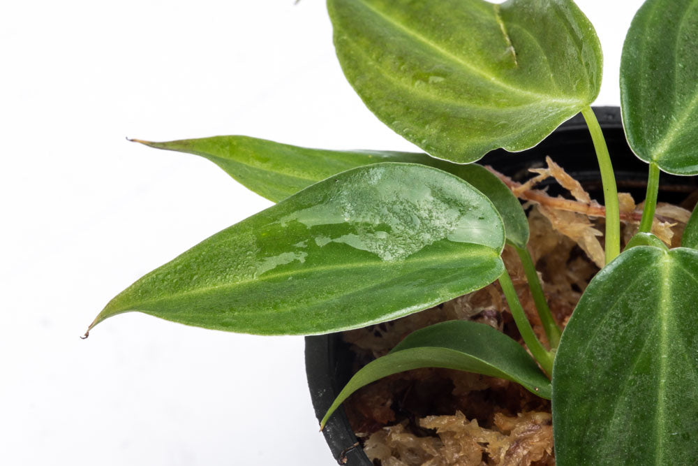 Philodendron Glorious Bare Root Plant - Live Tropical Houseplant for Home & Office Decor - Perfect for Indoor Gardens, Terrariums, and Plant Enthusiasts