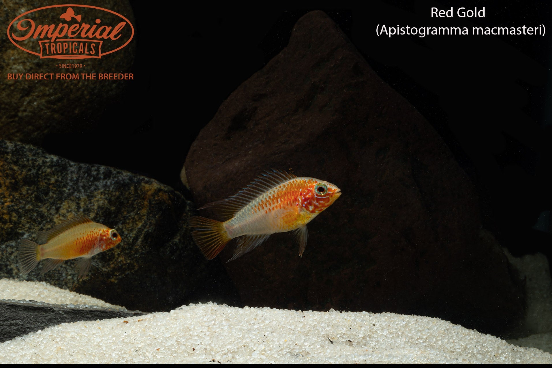 Premium Red Gold Macmasteri Cichlid Fish - Live Tropical Aquarium Fish for Home & Office Tanks, Perfect for Aquascaping & Cichlid Enthusiasts