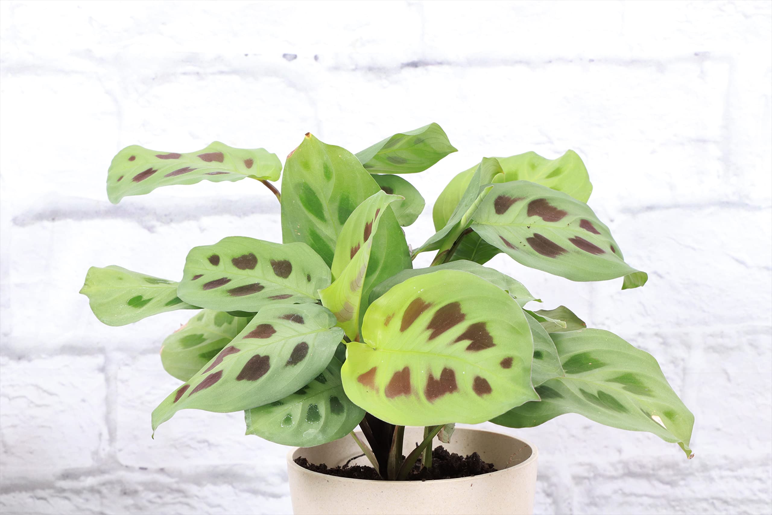 Thorsen's Greenhouse Green Prayer Plant (Maranta Leuconeura) - Live Indoor Houseplant in 4