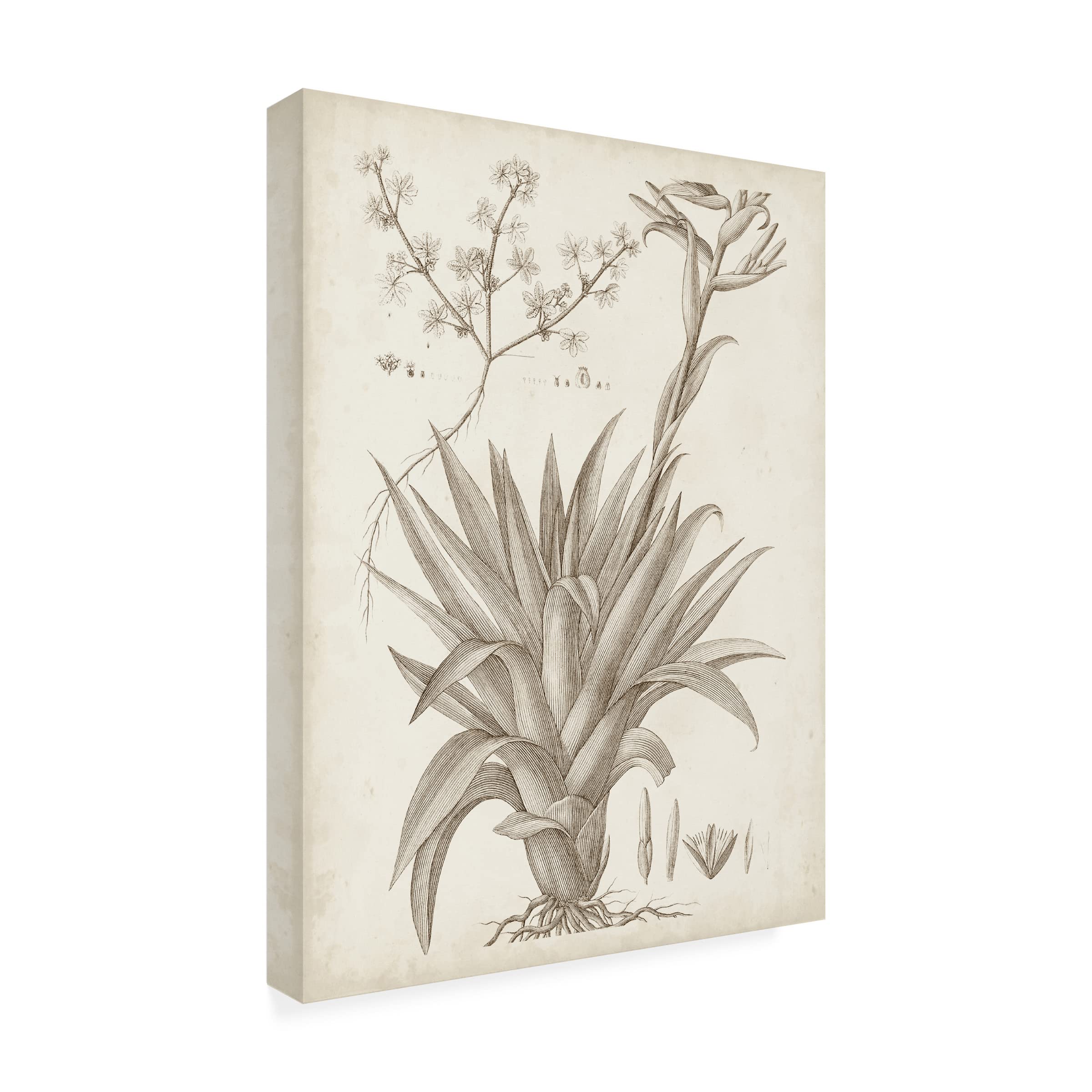 Sepia Exotic Plants IV Canvas Wall Art Print by Vision Studio - Botanical Home Decor for Living Room, Bedroom & Office