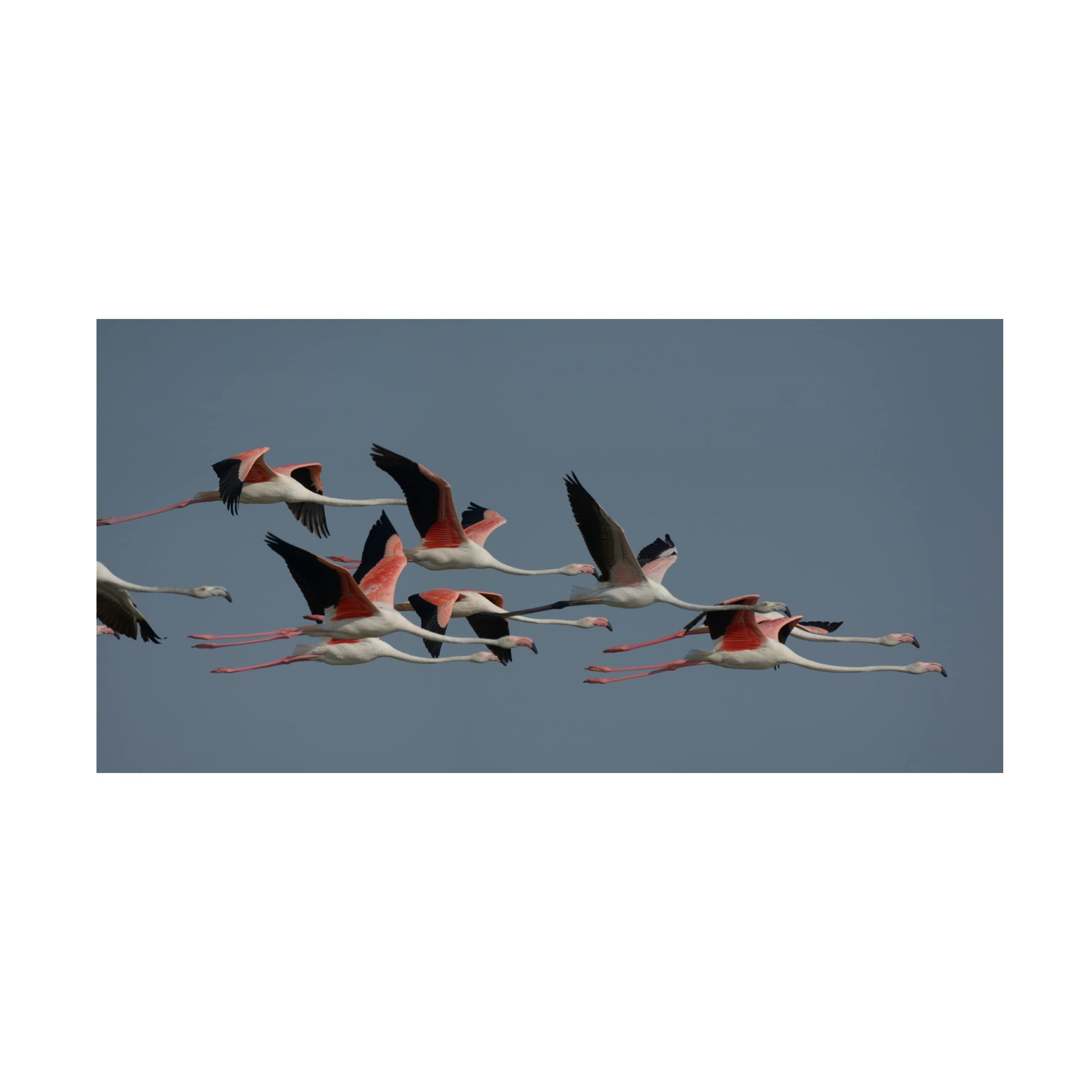 Flamingos Canvas Wall Art by Ahmet YILMAZ - Handmade Tropical Bird Painting for Living Room, Bedroom & Office Decor