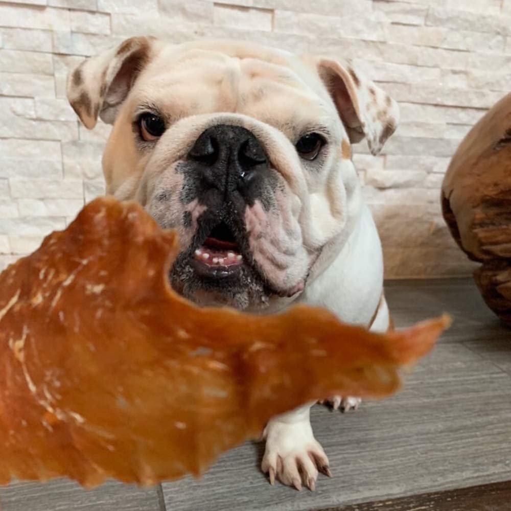 Premium USA-Made All-Natural Turkey Breast Dog Jerky Treats - Grain Free, No Preservatives - Healthy Training Snacks for Dogs & Cats - Perfect for Obedience Training, Travel Rewards, and Daily Bonding Moments