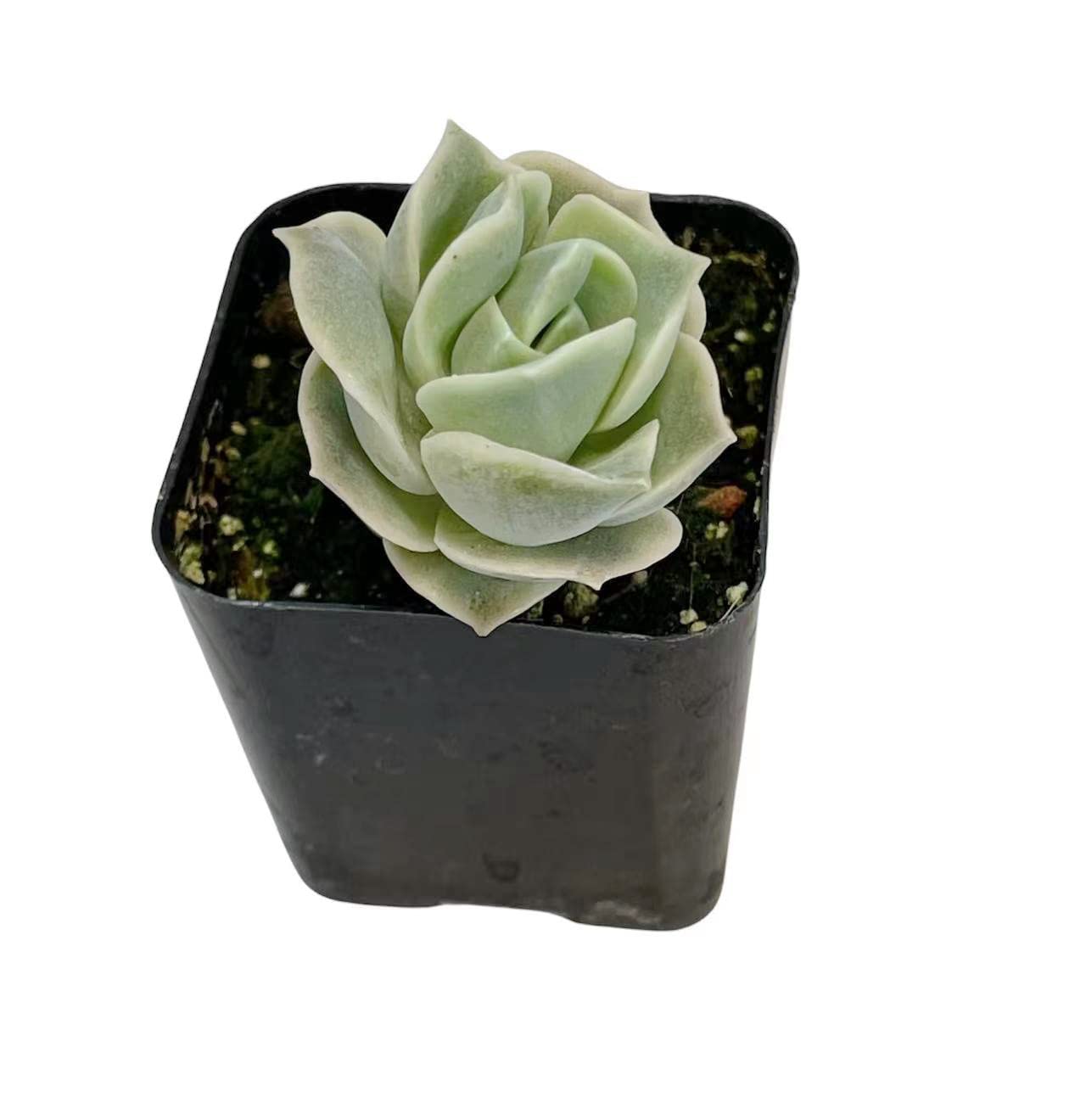 Live Succulent Cactus Plants - 2 Inch Pot - Lovely Rose Variety | Indoor Houseplant, Office Desk Decor, Gift for Plant Lovers