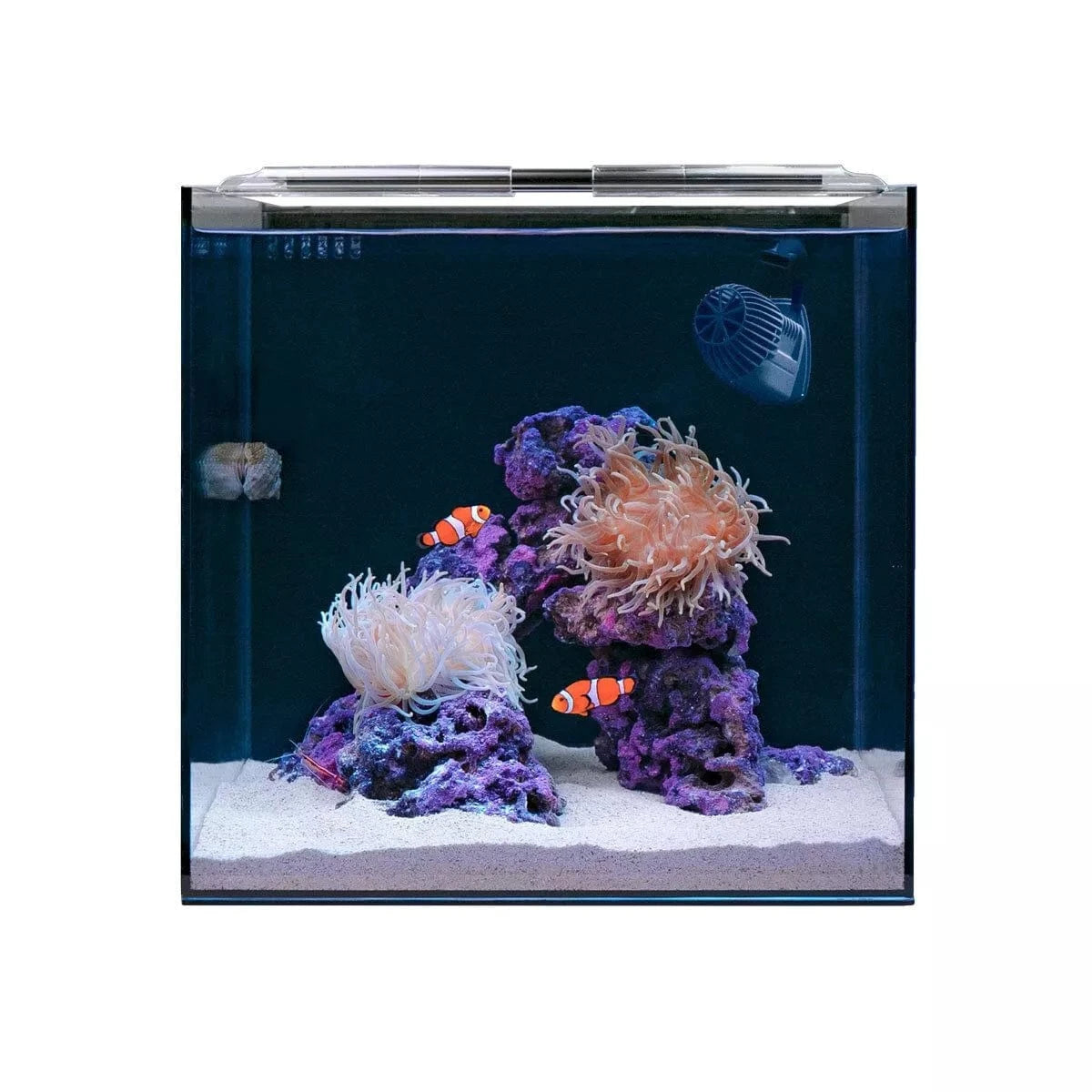 Clownfish & Anemone Aquarium Kit - Complete Saltwater Reef Tank Starter Set for Beginners | Perfect for Home, Office & Classroom Marine Displays