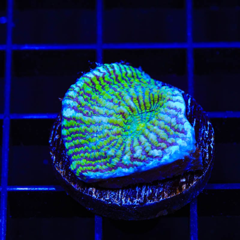 Convict Chalice Coral for Saltwater Aquariums - Vibrant LPS Coral for Reef Tanks & Marine Aquascaping