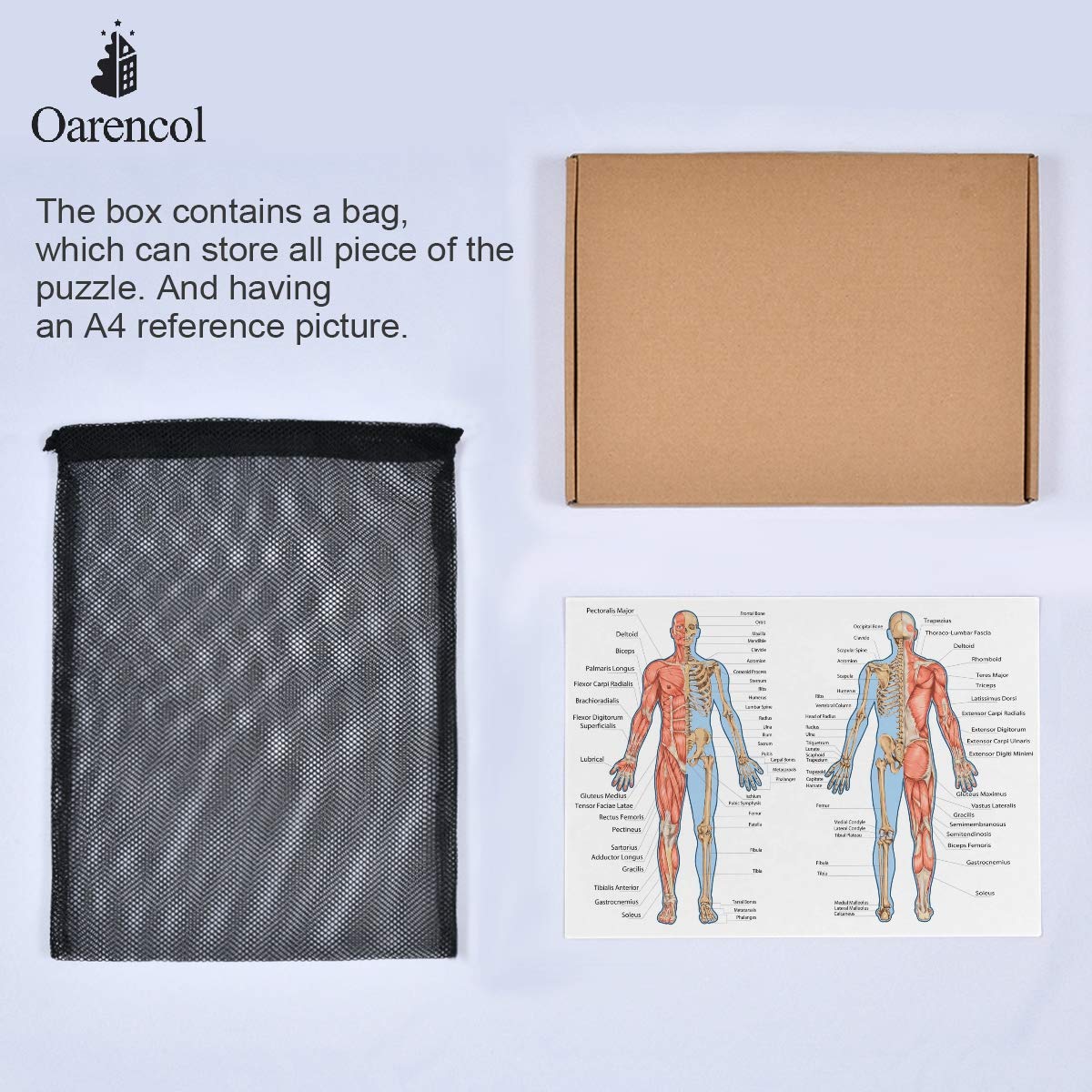 500-Piece Human Body Muscular System & Skeleton Anatomy Jigsaw Puzzle - Educational STEM Toy for Adults & Kids | Perfect for Science Classrooms, Homeschooling & Family Game Night