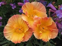California Poppy Thai Silk Apricot Chiffon Flower Seeds (50 Count) - Eschscholzia Californica Annual Garden Flowers for Landscaping, Borders & Pollinator Gardens
