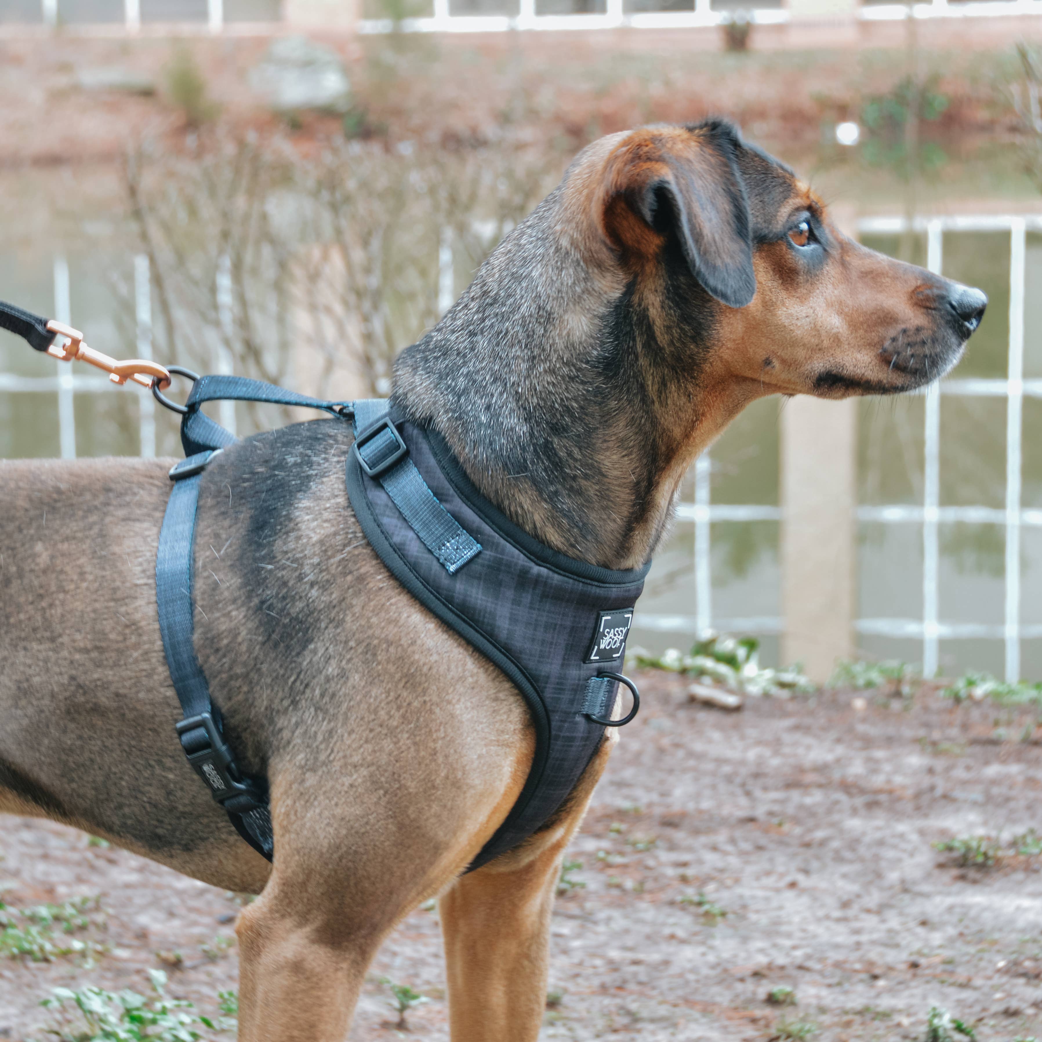 Sassy Woof Adjustable Dog Harness for Small Medium Large Dogs - Reflective & Breathable Pet Vest with 4 D-Ring Leash Attachments (Multiple Colors) - Perfect for Walking, Running, and Outdoor Adventures