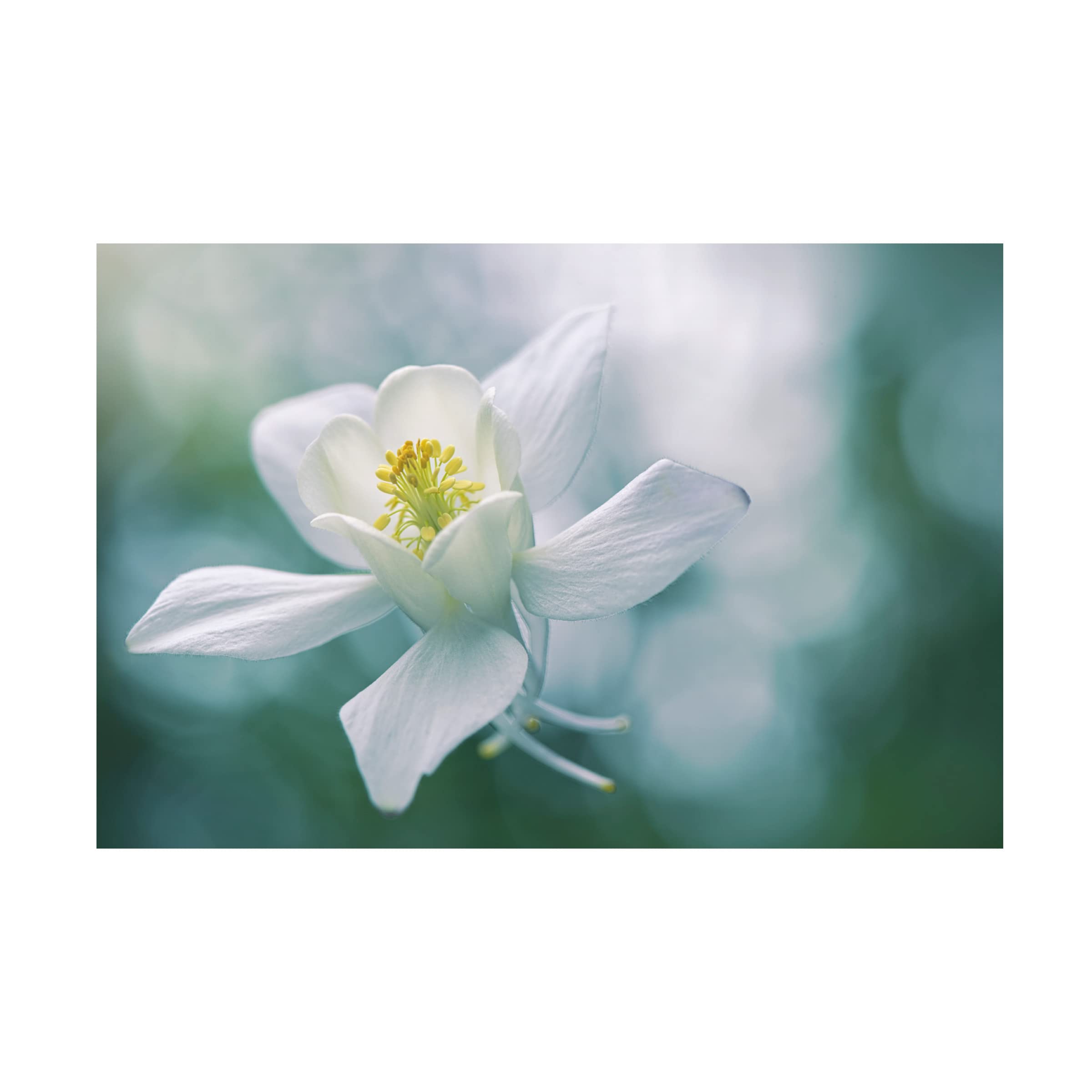 Trademark Fine Art 'Purity' Canvas Wall Art by Jacky Parker - Elegant Home Decor for Living Room, Bedroom & Office