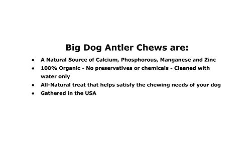 Premium Extra Large 2-Pack Elk Antler Dog Chews (6-10 Inches) - Natural Long-Lasting Dental Treats for Medium & Large Breed Dogs & Puppies - Perfect for Aggressive Chewers, Teething Relief & Dental Health