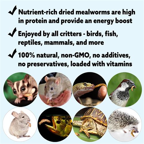 Premium Dried Mealworm Treats for Birds & Reptiles - 1.41oz High-Protein Snack - All-Natural Pet Food for Chickens, Hedgehogs, Wild Birds - Perfect for Backyard Feeding & Wildlife Attraction