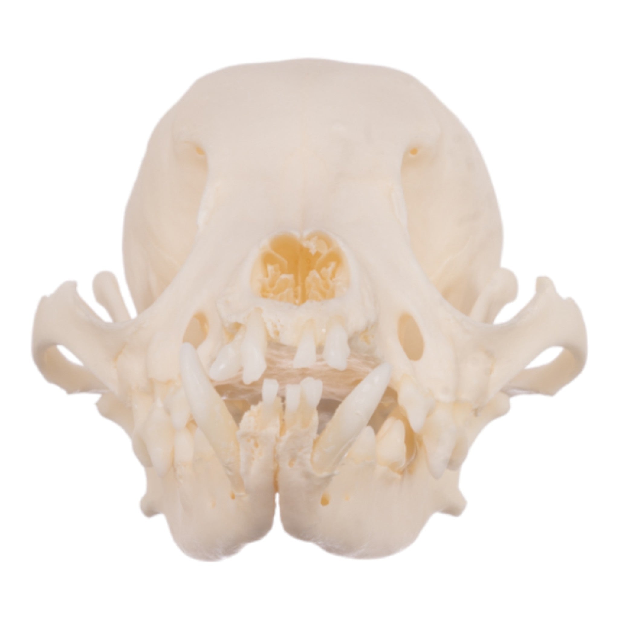 Authentic Domestic Dog Skull Specimen - Veterinary Study, Dental Anatomy & Periodontal Research - Perfect for Veterinary Students, Taxidermy Collectors & Science Education