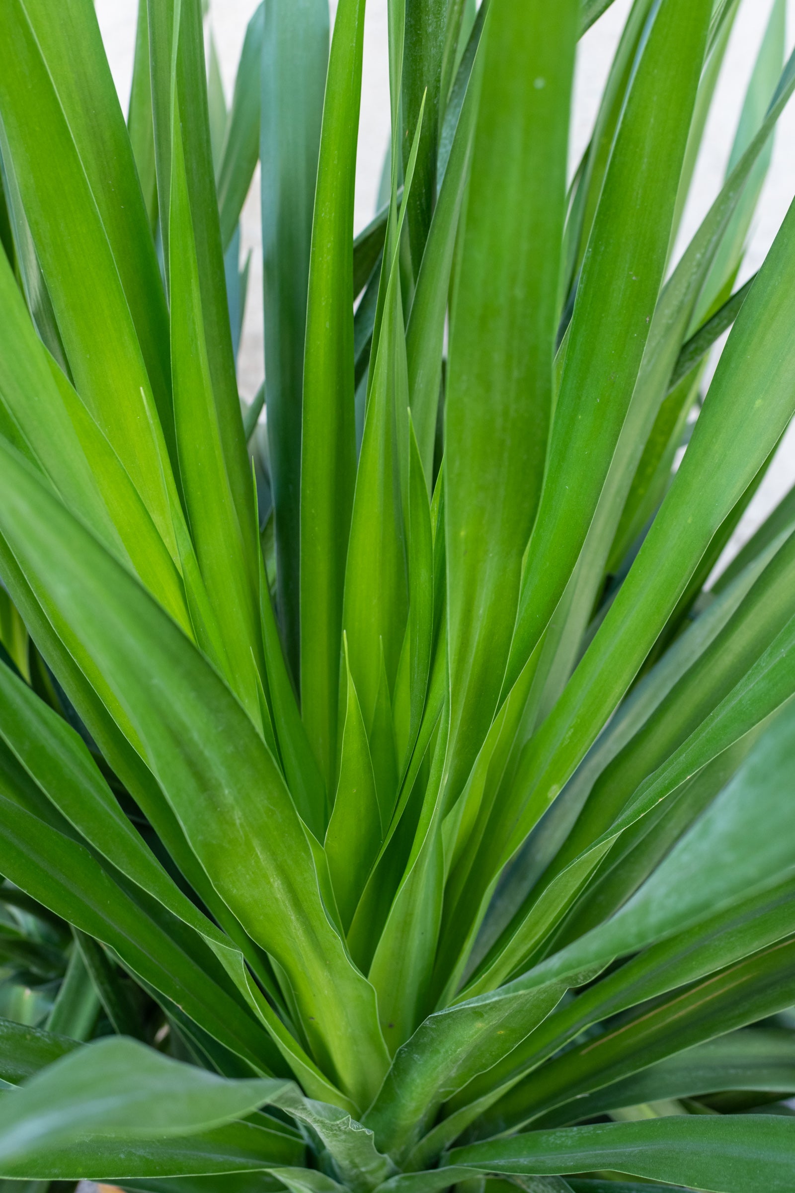 Dracaena Arborea Multi Cane 14