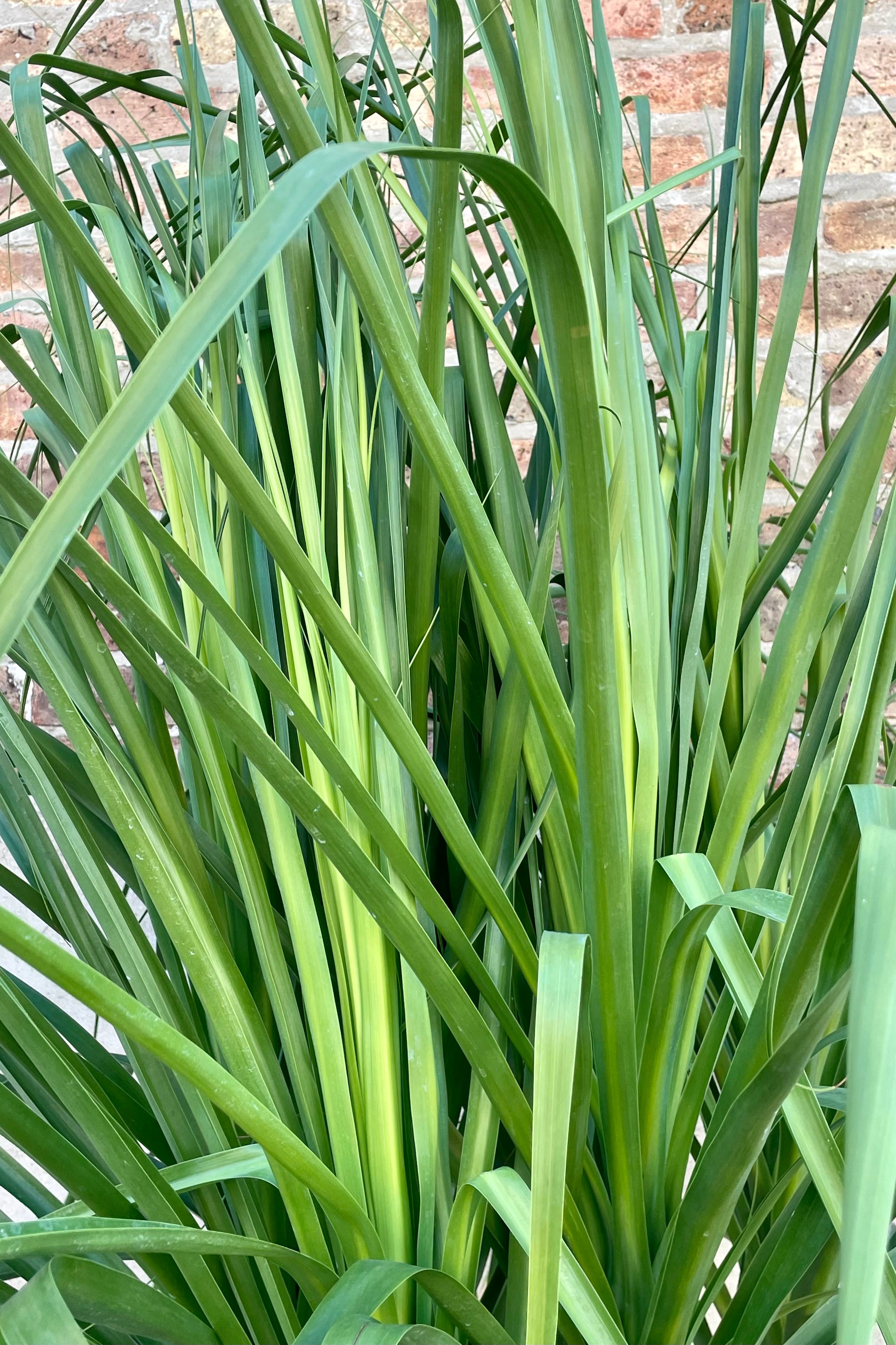 Beaucarnea Ponytail Palm 17
