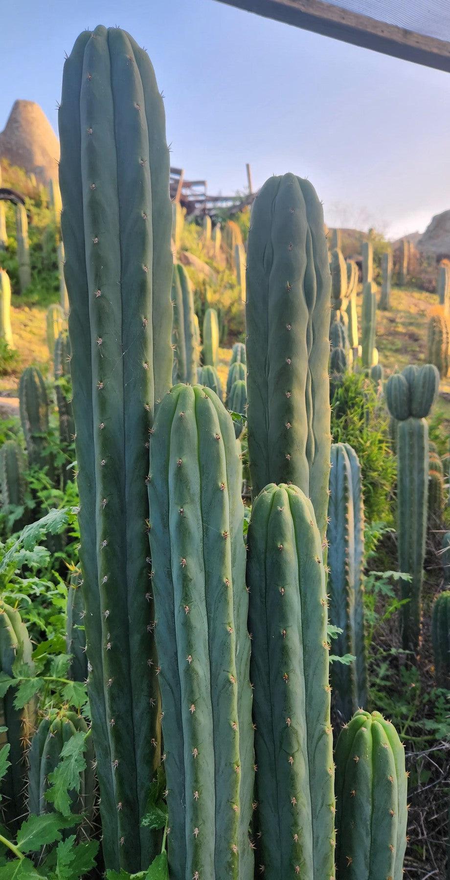 Premium Trichocereus Australian SLOP Cactus Cuttings & Potted Plants - Rare Exotic Succulents for Home Decor, Garden Landscaping, and Cactus Collections