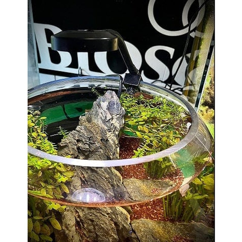 Bioscape 5W LED Clip-On Aquarium Light - Black Adjustable Lamp for Cylindrical Fish Tanks & Bowls | Perfect for Betta Fish, Shrimp Tanks & Nano Aquascaping